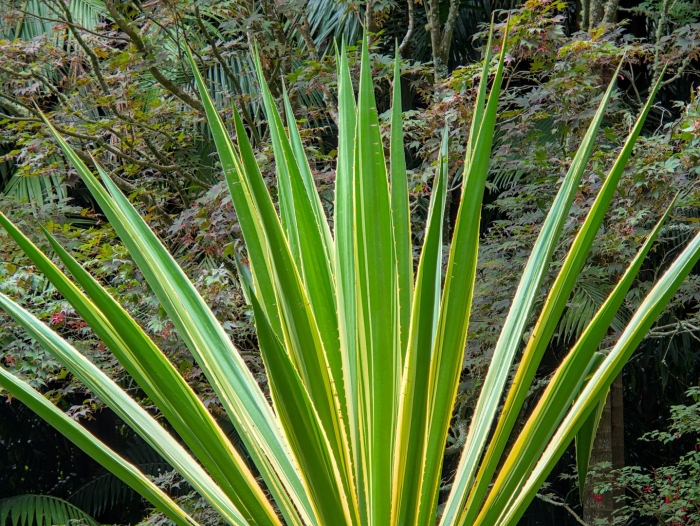 Юкка нитчатая брайт эдж