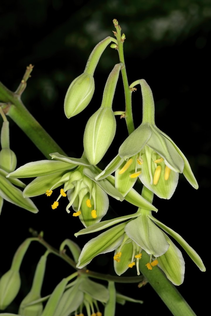Рябчик fritillaria persica