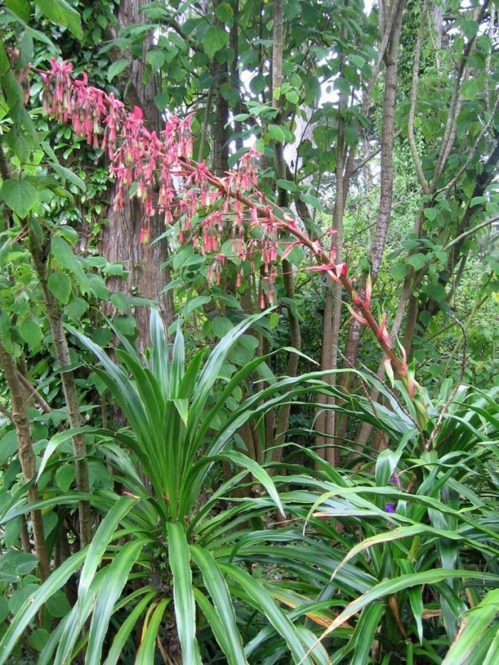 Beschorneria yuccoides