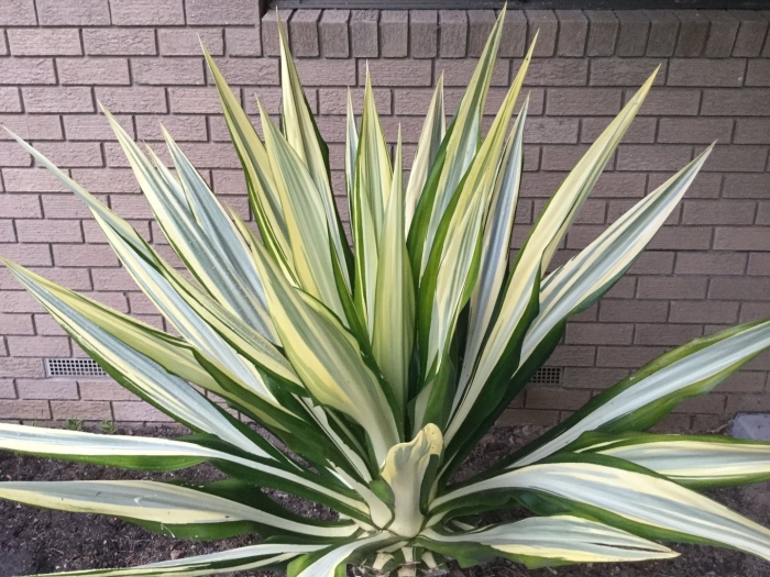 Юкка глориоза вариегата