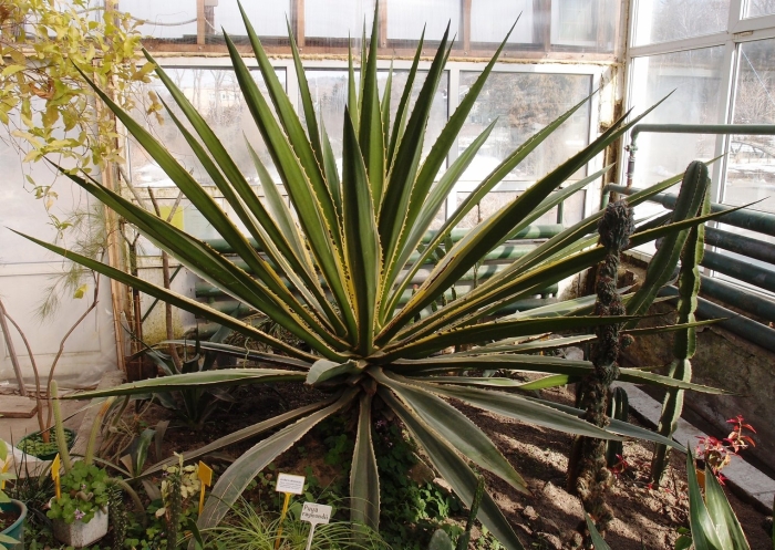 Ботанический сад субтропическая оранжерея