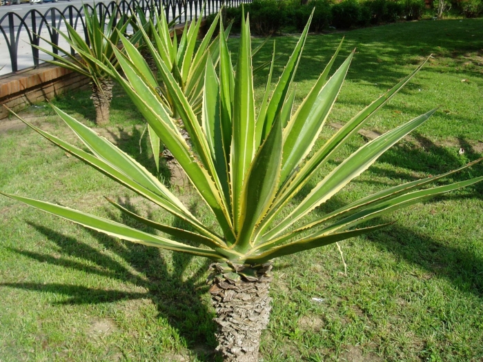 Агава фуркрея