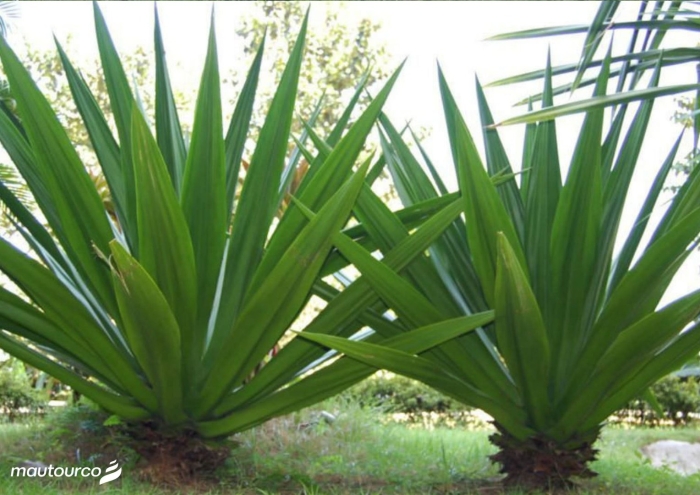 Yucca treculeana