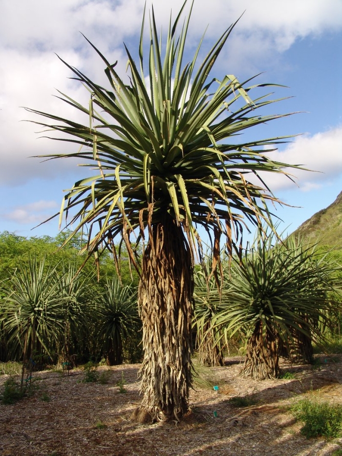 Dracaena tamaranae