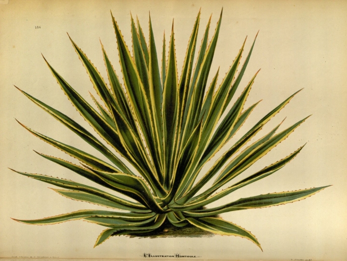 Agave angustifolia