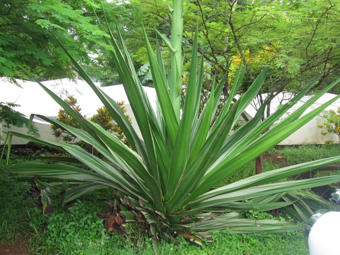 Yucca baccata