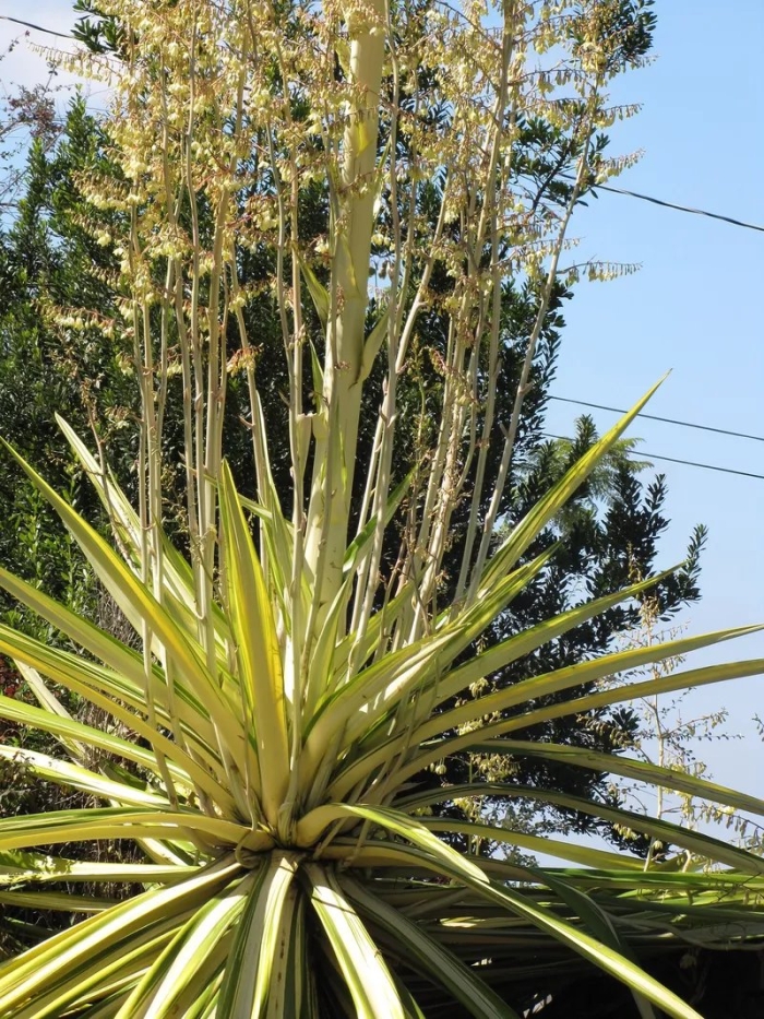 Юкка нитчатая агава