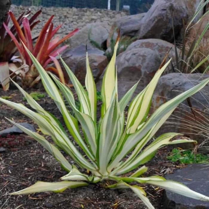 Yucca filamentosa