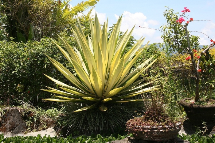 Агава растение