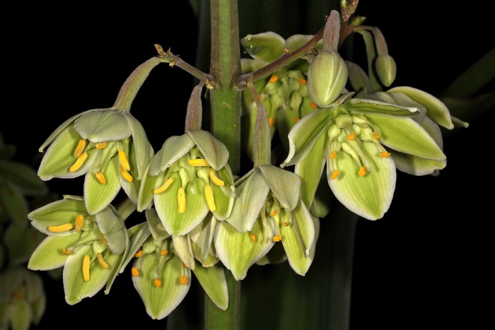 Furcraea macrophylla