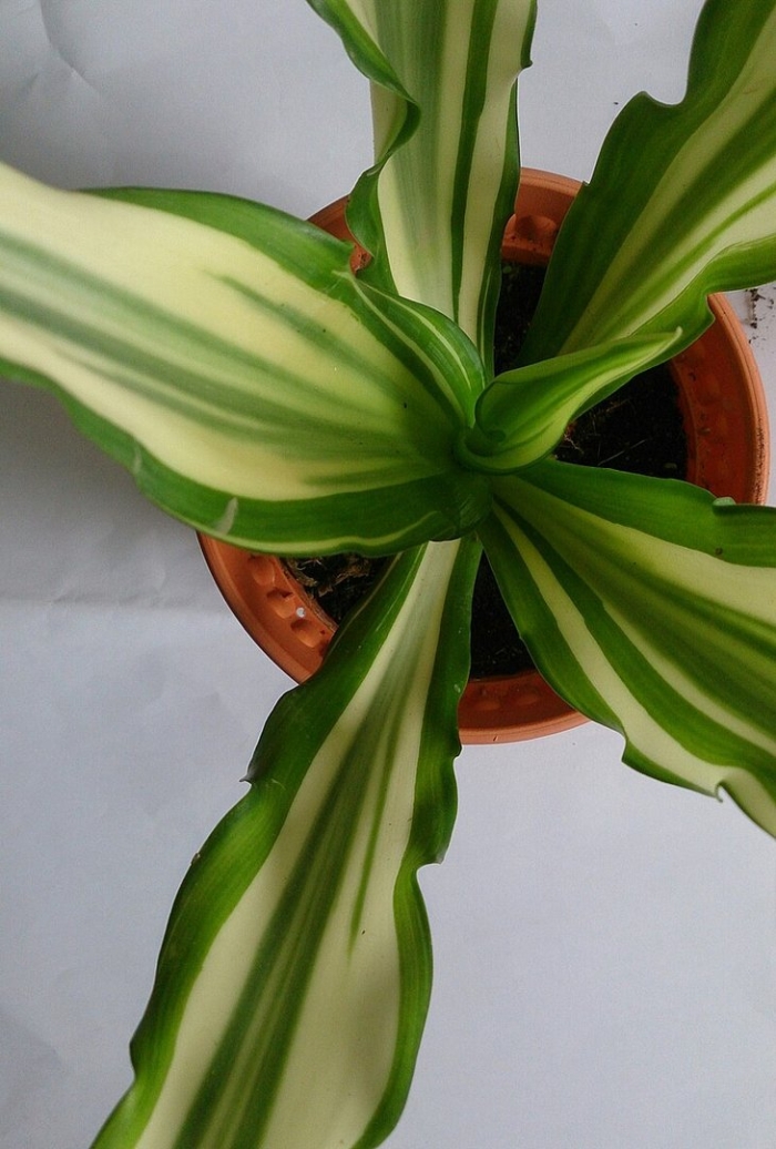 Драцена деремская schriveriana