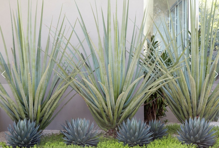 Agave tequilana