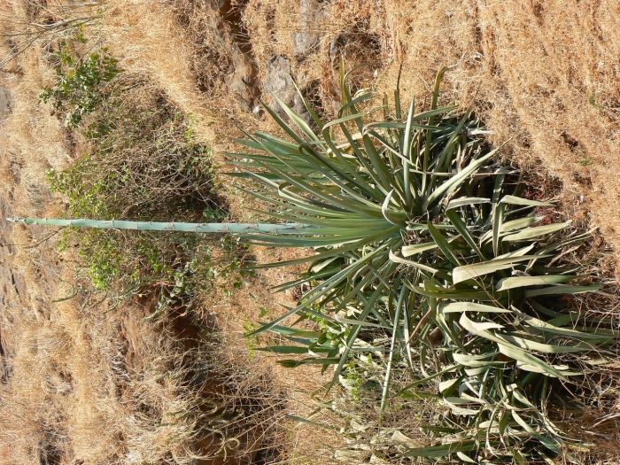 Agave cantala