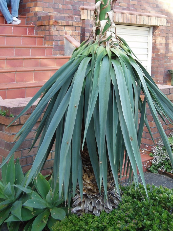 Furcraea bedinghausii