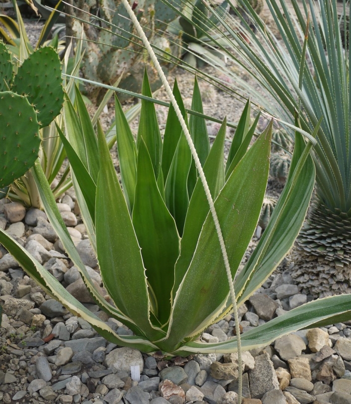 Agave angustifolia marginata