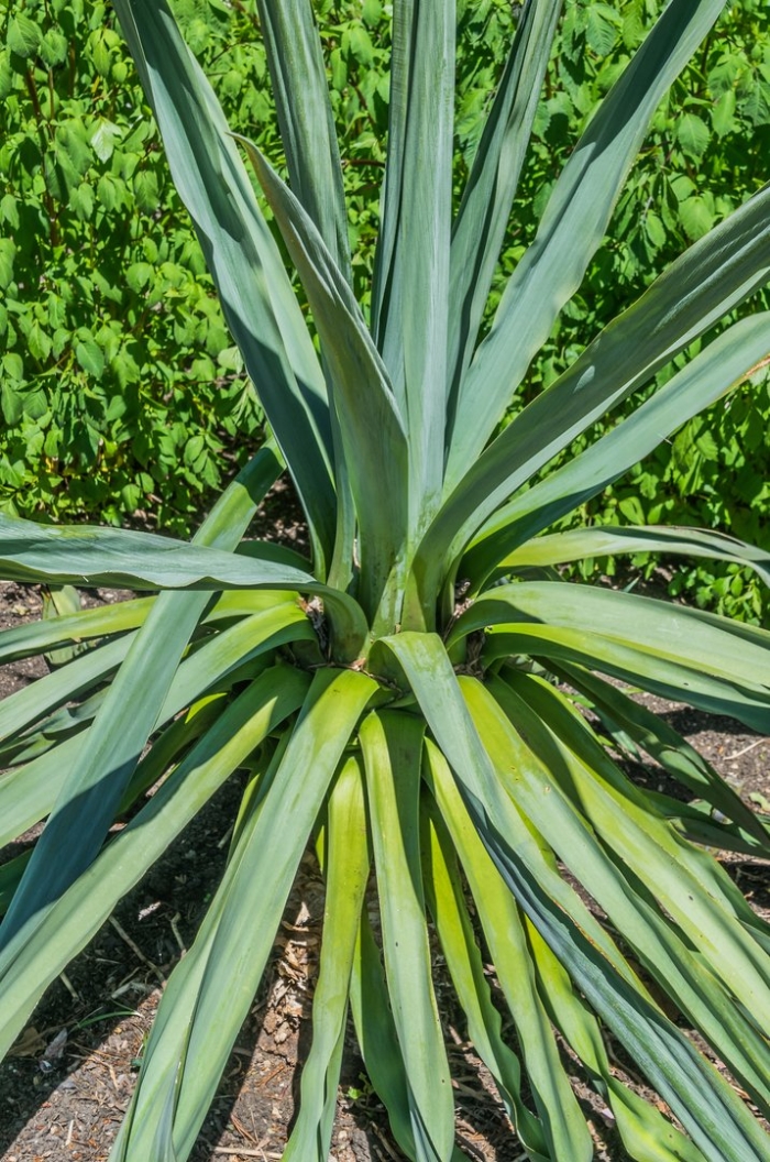 Yucca recurvifolia