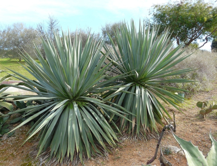 Yucca rostrata