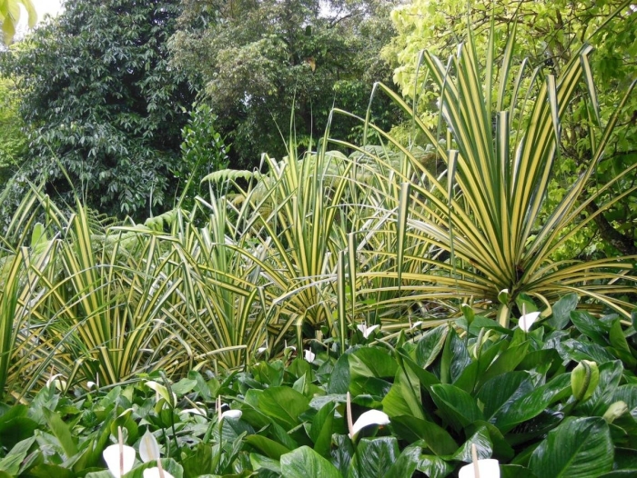 Панданус вейча