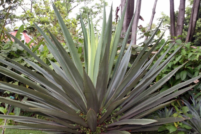 Agave angustifolia marginata