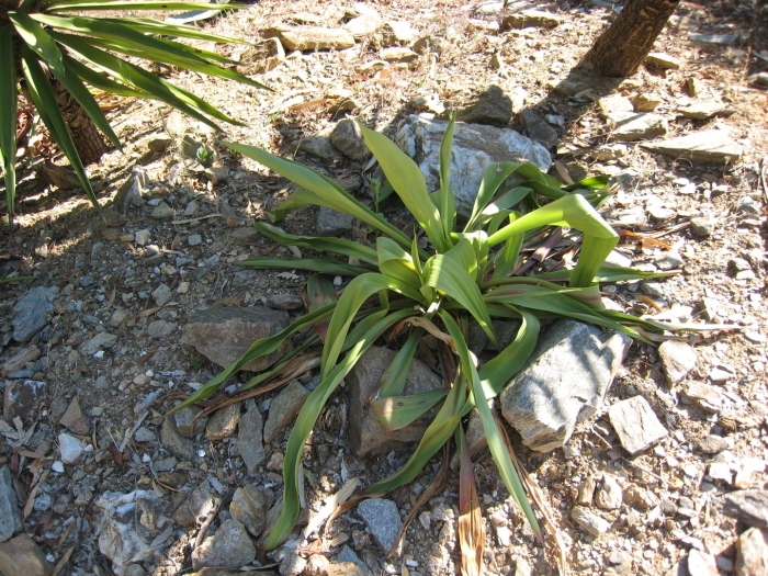 Beschorneria septentrionalis