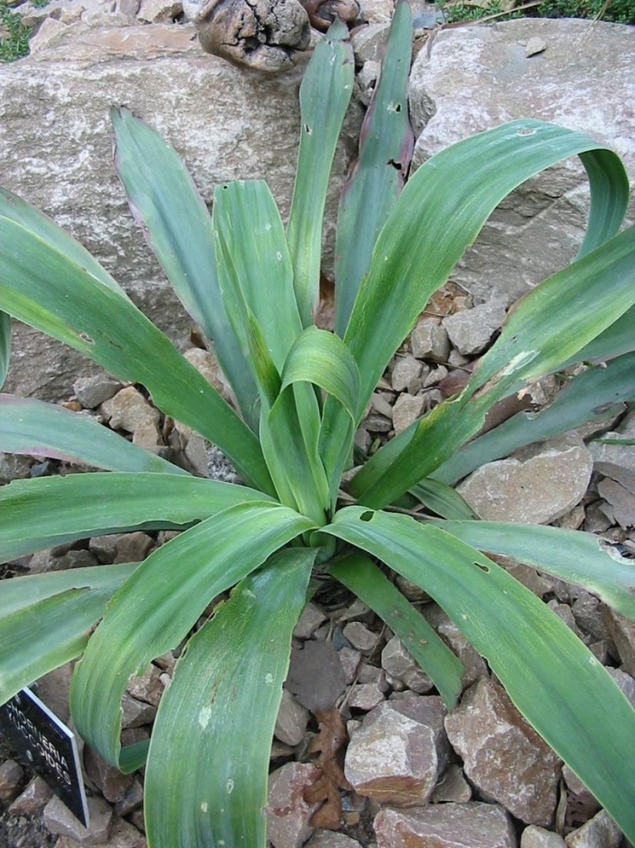 Бешорнерия прицветниковая