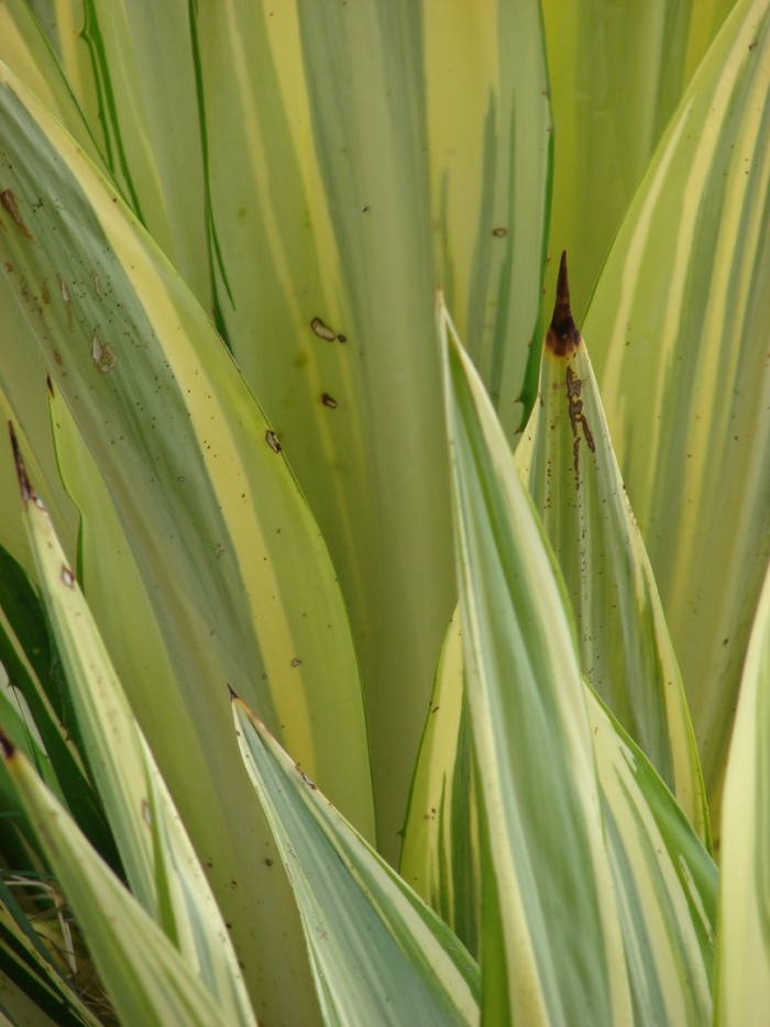 Yucca filamentosa color guard