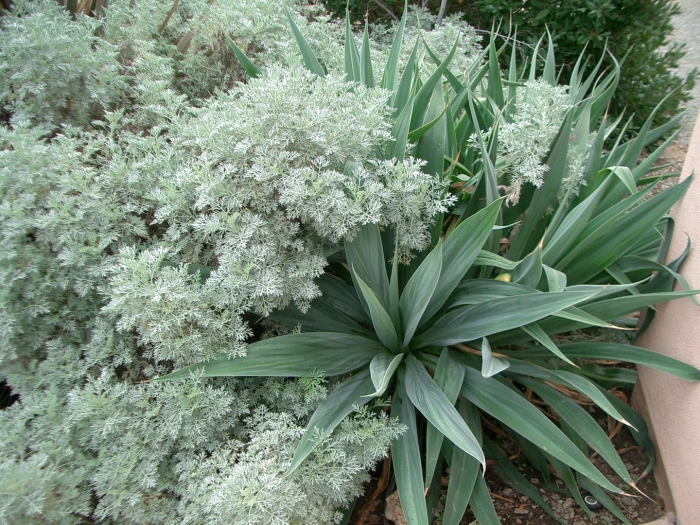 Бешорнерия юкковидная