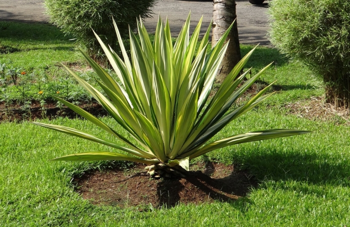 Agave (furcraea) foetida variegata
