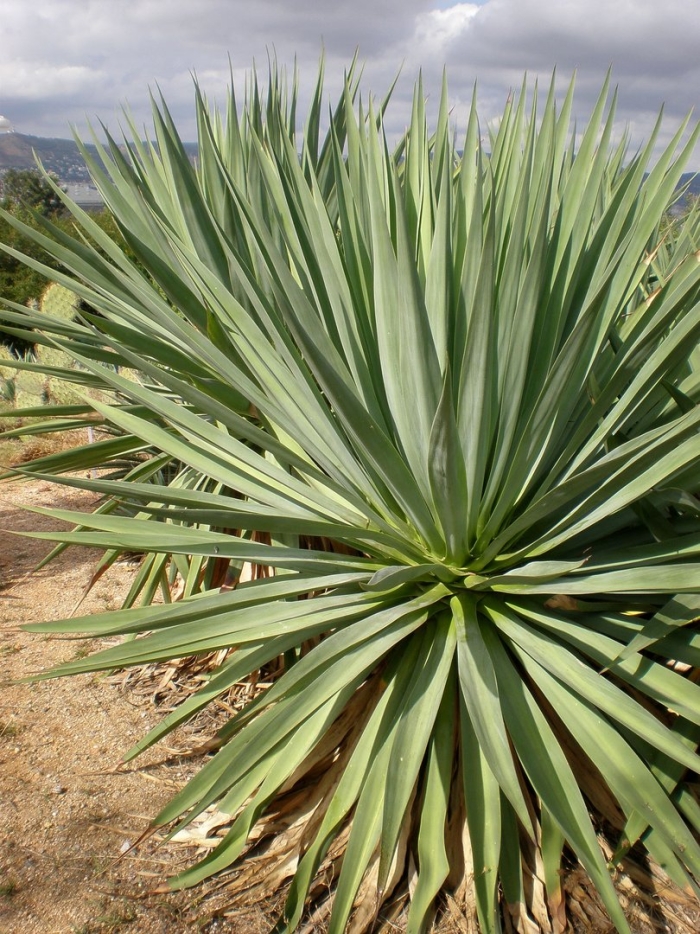 Yucca elephantipes