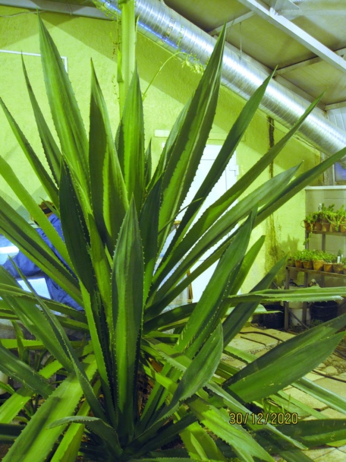 Полярно альпийский ботанический сад институт им н а аврорина