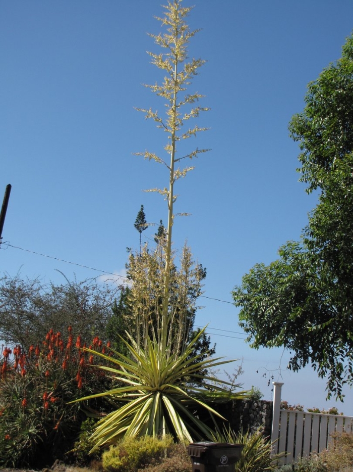 Agave sisalana