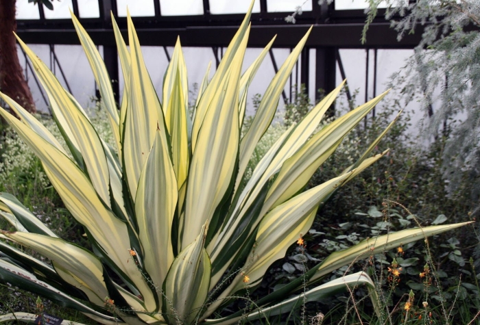 Юкка yucca filamentosa