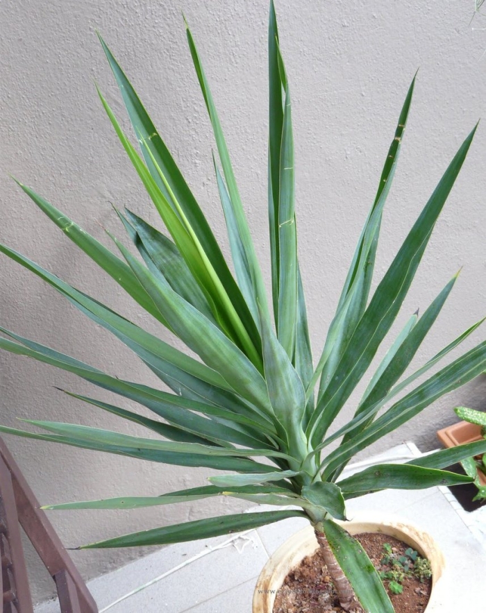 Пальма юкка