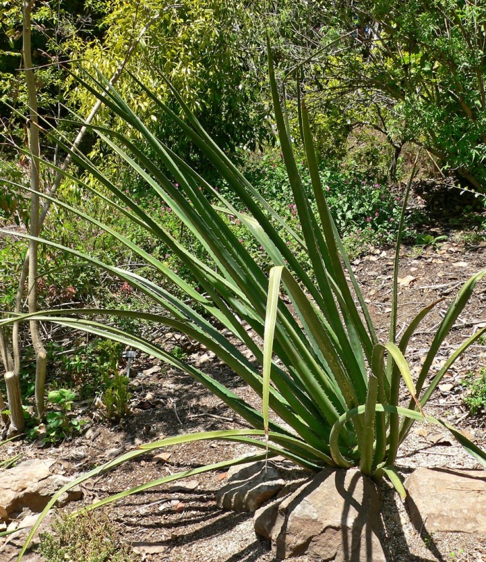 Agave inaequidens