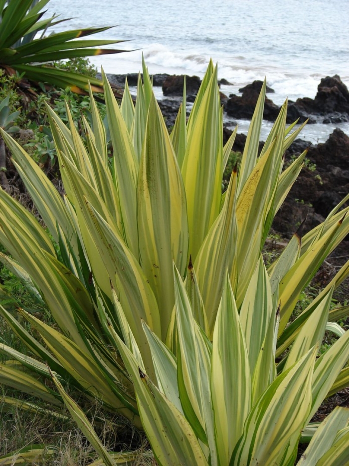 Yucca filamentosa bright edge