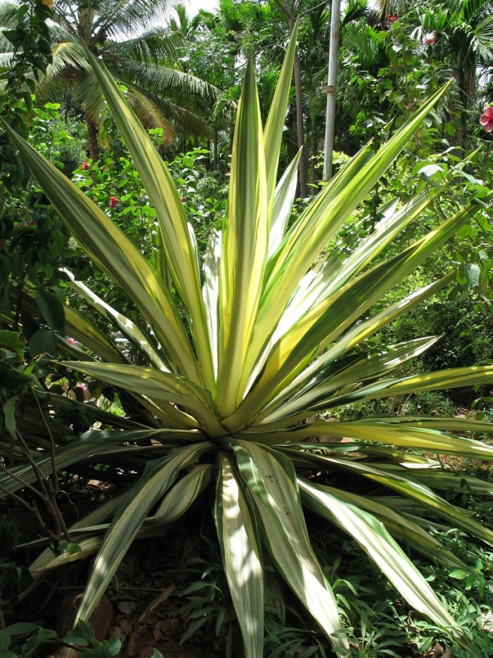 Agave desmettiana