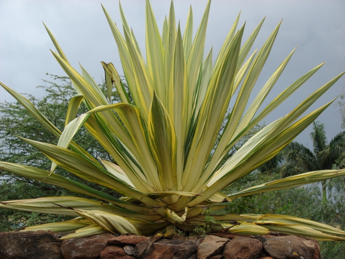 Agave demeesteriana
