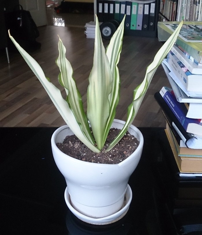 Сансевиерия сильвер металлика