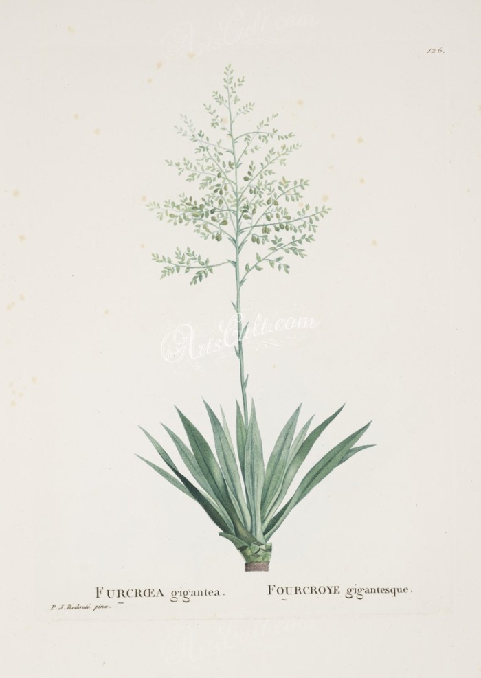 Ботаническая иллюстрация