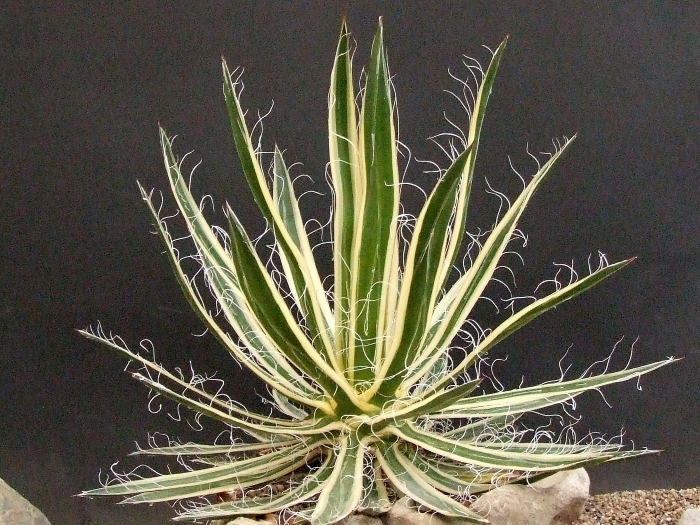 Агава филифера