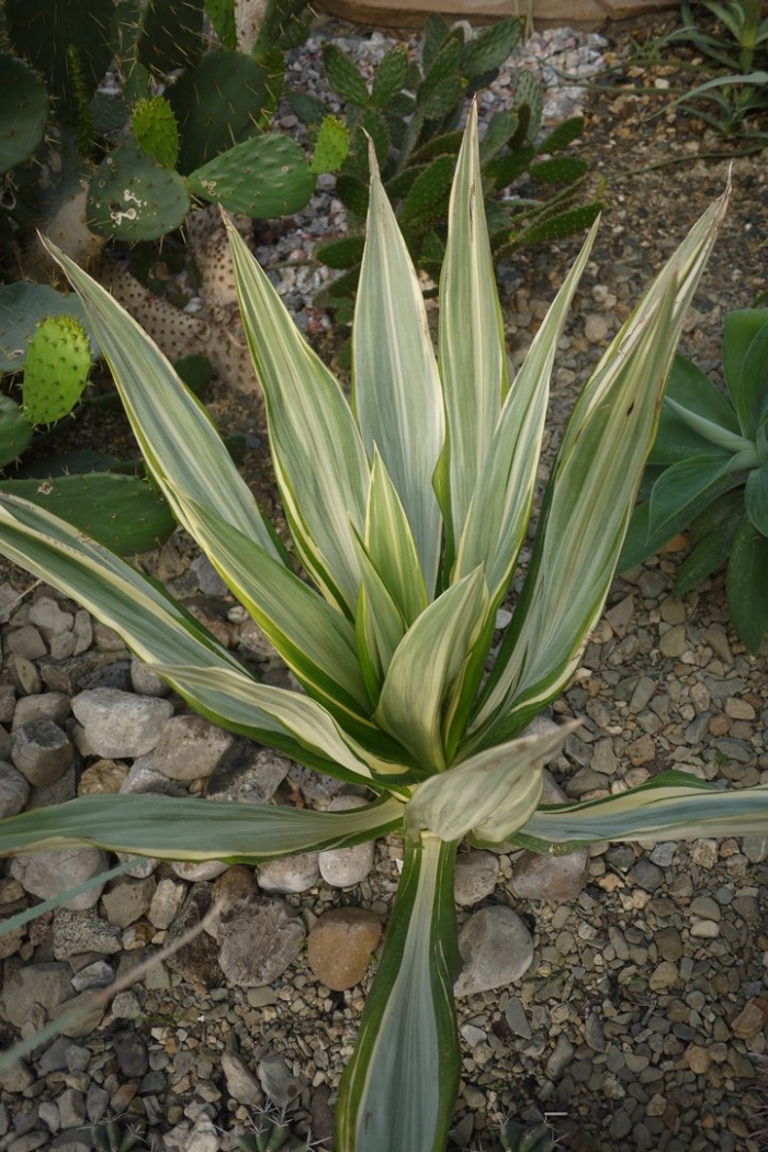 Yucca filamentosa variegata