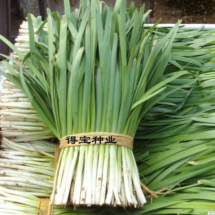 Лук душистый