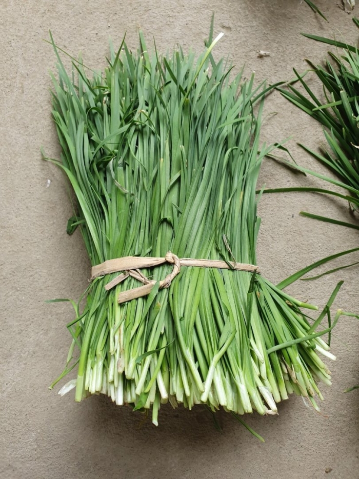 Лук зеленый