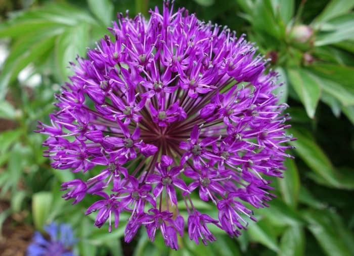 Аллиум перпл сенсейшен