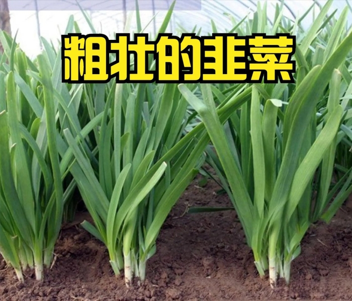 Китайский лукочеснок