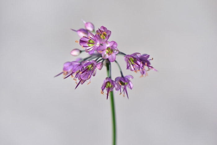 Allium cernuum