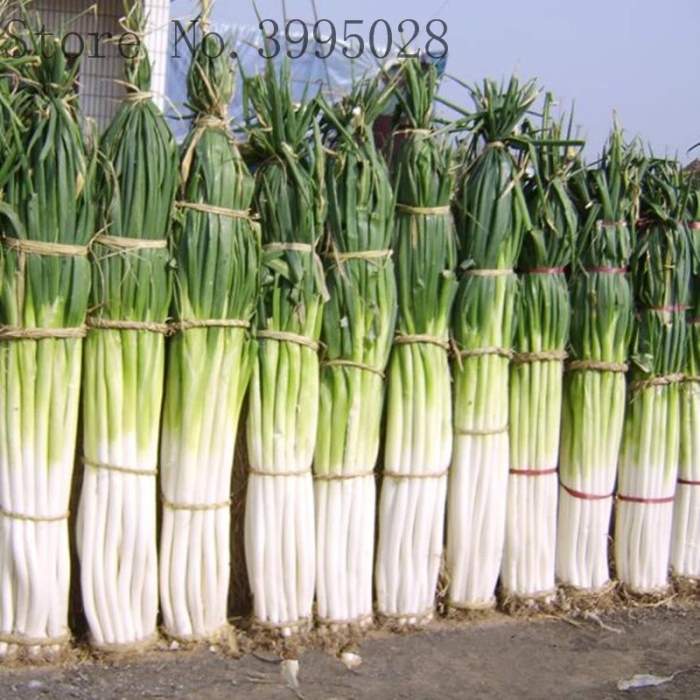 Китайский зеленый лук