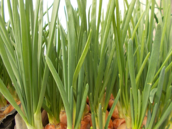 Лук на зелень