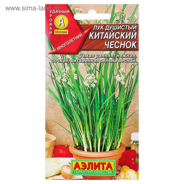 Аэлита лук душистый китайский чеснок