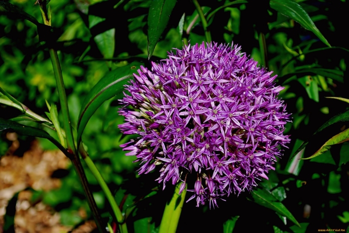 Индийский лук птицемлечник